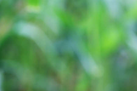 corn garden blur backgroundの写真素材