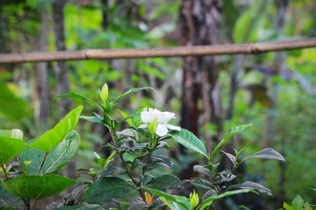 photo of a white jasmine flower from various anglesの写真素材