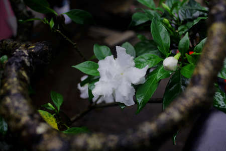 photo of a white jasmine flower from various anglesの写真素材