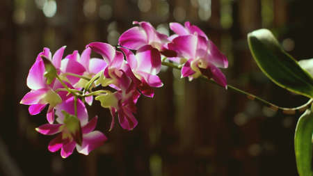 Purple orchid in bloomの写真素材