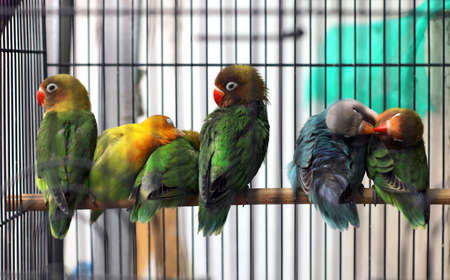 cute lovebirds are perching in their cagesの写真素材