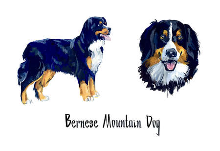 Bernese Mountain Dog. Sherped Dog. Gouache hand drawn illustration.の写真素材