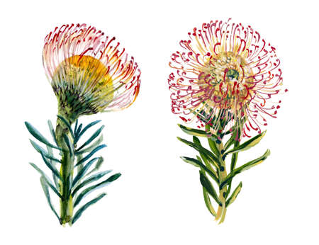 Proteus. Watercolor hand drawn illustrationの写真素材