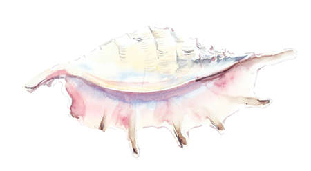 Frame from seashells. Watercolor hand drawn illustrationの写真素材