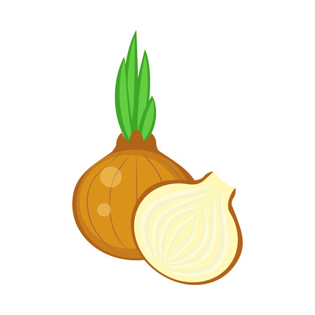 Colorful whole and half  onion vector illustration isolated on white background.のイラスト素材