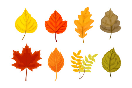 Colorful autumn leaves set vector illustration isolated on white background.のイラスト素材