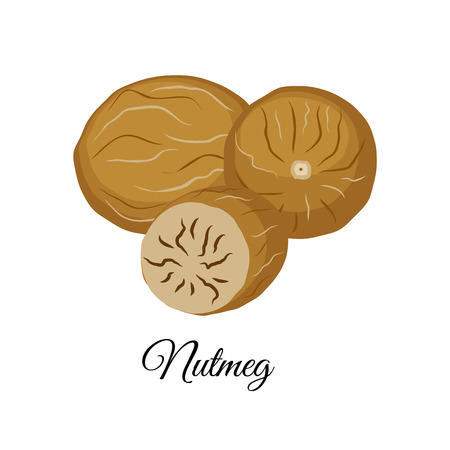 Nutmeg vector illustration isolated on white background. Indian spicesのイラスト素材