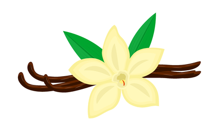 Colorful vanilla flower and pods illustration isolated on white background.のイラスト素材