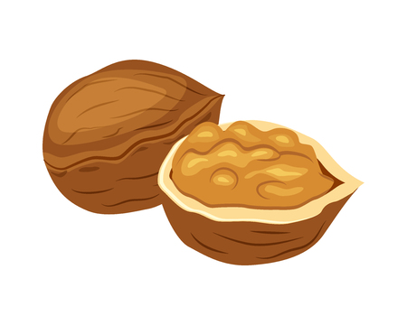 Whole and half walnut vector illustration isolated on white background.のイラスト素材