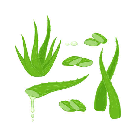 Set with Aloe Vera plant, leaves and different cutting pieces, juice drops elements vector illustration isolated on white background. Medicinal plant illustration.のイラスト素材