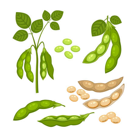Set of Soy bean plant with ripe pods and green leaves, whole and half green and dry brown pods, soy seeds isolated on white background. Bush of legume plant in a cartoon flat style.のイラスト素材