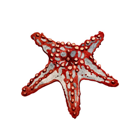 watercolor illustration of a red-gray starfishの写真素材