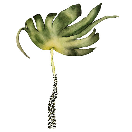 watercolor illustration of marine brown algaeの写真素材
