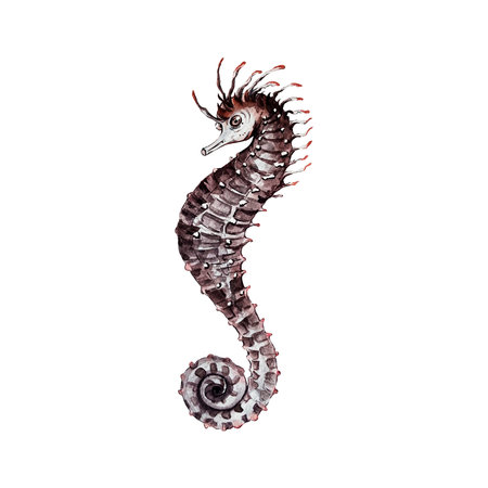 watercolor illustration of a cute seahorseの写真素材