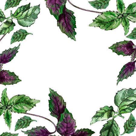 beautiful frame of basil leavesの写真素材