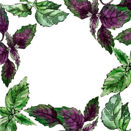 beautiful frame of basil leavesの写真素材