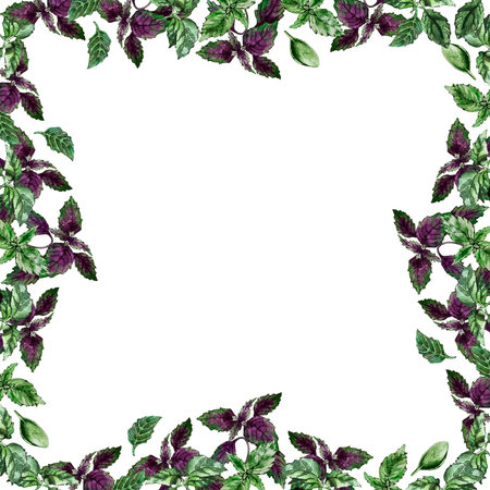 eco frame of basil leavesの写真素材
