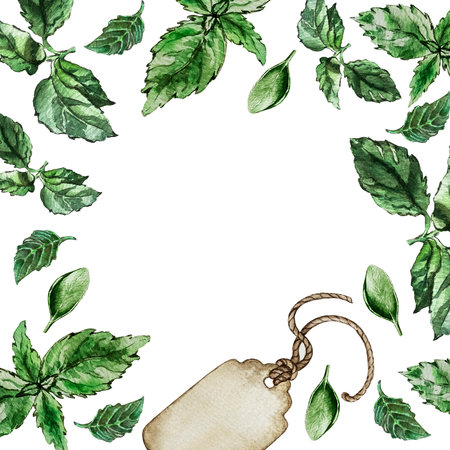 eco frame of basil leavesの写真素材