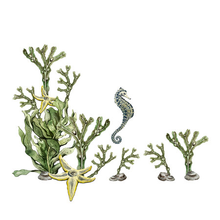 composition of algae, stone, seahorse and starfishの写真素材