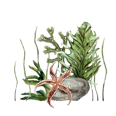 composition of algae and starfishの写真素材