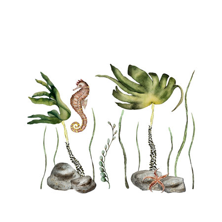 composition of algae, stone, seahorse and starfishの写真素材