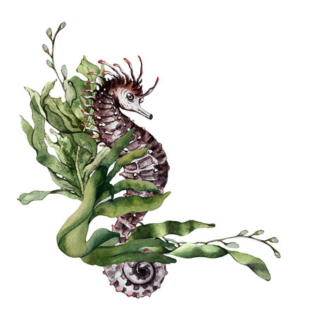composition of algae and seahorseの写真素材