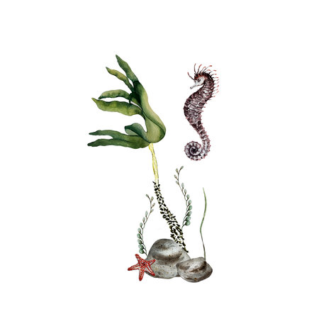 composition of algae, stone, seahorse and starfishの写真素材