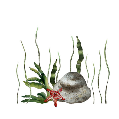 composition of algae and starfishの写真素材