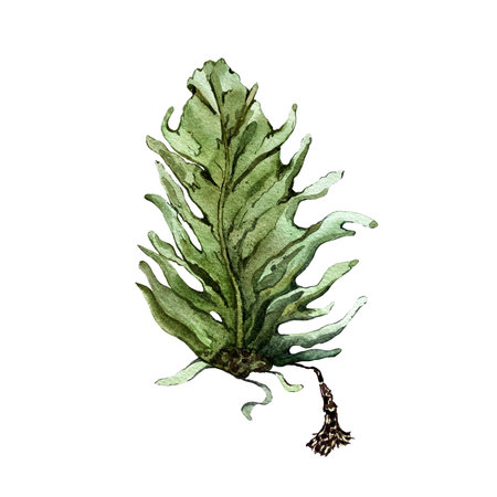 watercolor illustration of marine brown algaeの写真素材