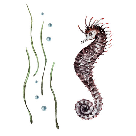 set of algae and seahorseの写真素材