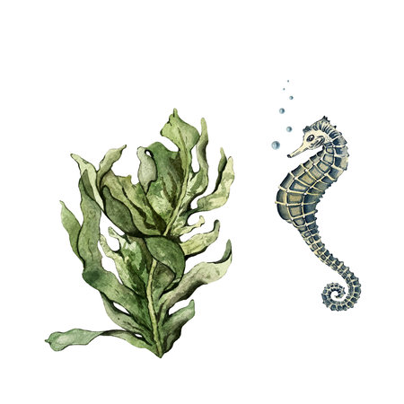 set of algae and seahorseの写真素材