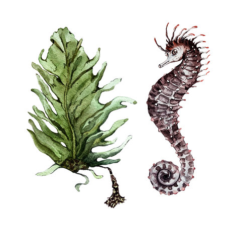 set of algae and seahorseの写真素材