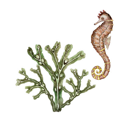 set of algae and seahorseの写真素材