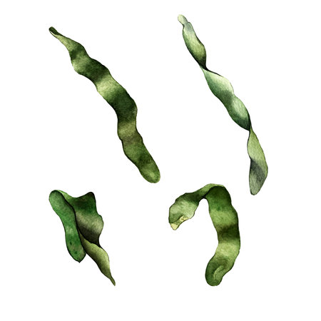 set of green kelp leaves