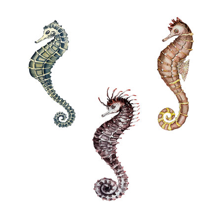 set of orange, blue and brown seahorsesの写真素材