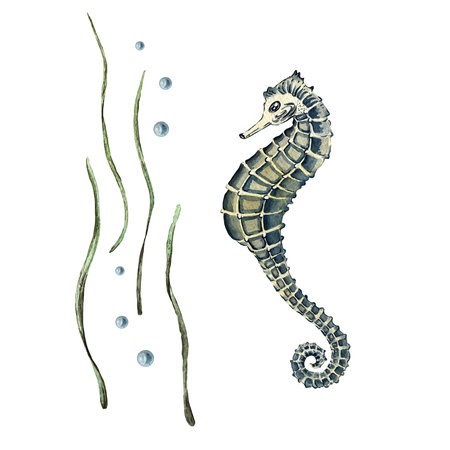 set of algae and seahorseの写真素材