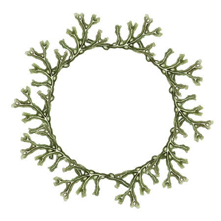 wreath of branches of fucus algaeの写真素材
