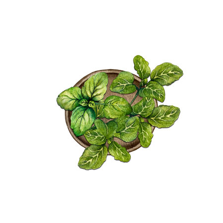 composition of oregano in a plateの写真素材