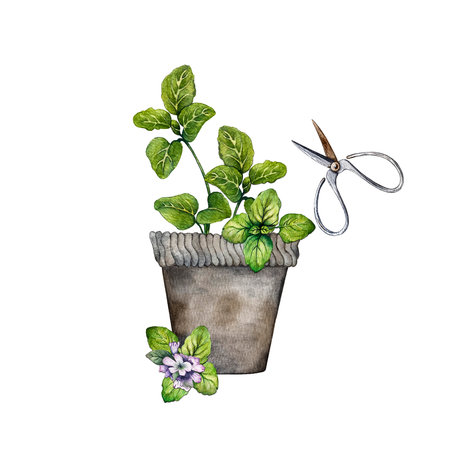 composition of oregano, scissors and flower potの写真素材