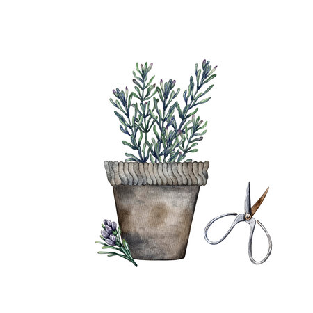 composition of rosemary and scissorsの写真素材