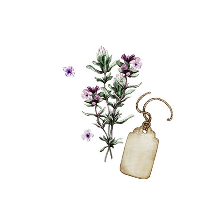 Hand drawn watercolor illustration of thyme. isolated on white background.の写真素材