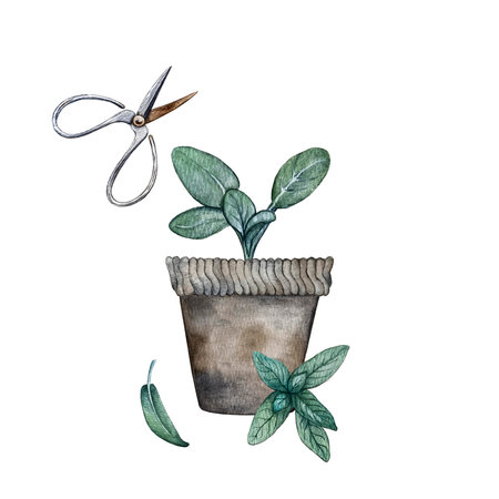 composition of sage, flower pot and scissorsの写真素材