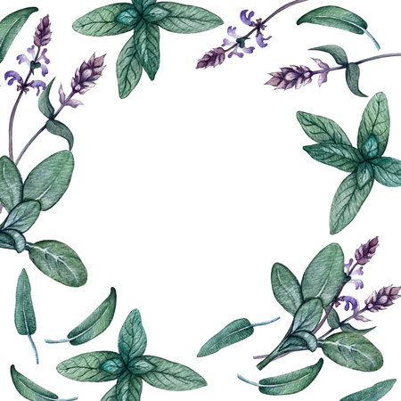 eco frame of sage leaves and sage flowersの写真素材