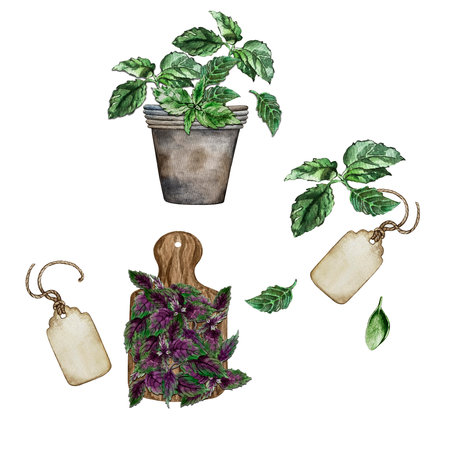 compositions of basil, flower pot, tag, cutting boardの写真素材