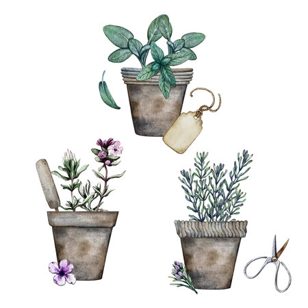 composition of sage, thyme, rosemary in flower potの写真素材