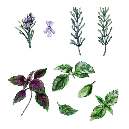 set of basil leaves and rosemary leavesの写真素材