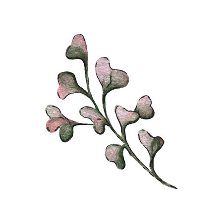 Watercolor illustration of eucalyptus branch.の写真素材