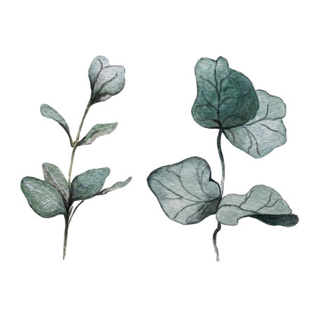 Watercolor illustration of set eucalyptus branches.の写真素材