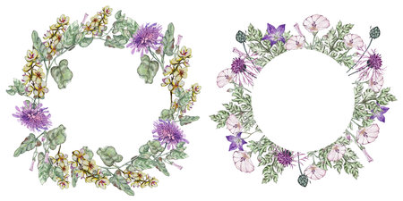 Set of wreath. Bindweed, mullein, korostavnik, bluebell flower, cornflower, carved leaves. Watercolor illustrations.の写真素材