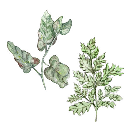 A set of watercolor illustrations of bindweed and kupyr leavesの写真素材